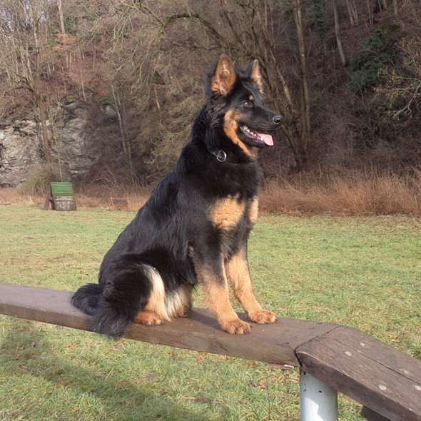 Amy Goxian (Chodský pes)