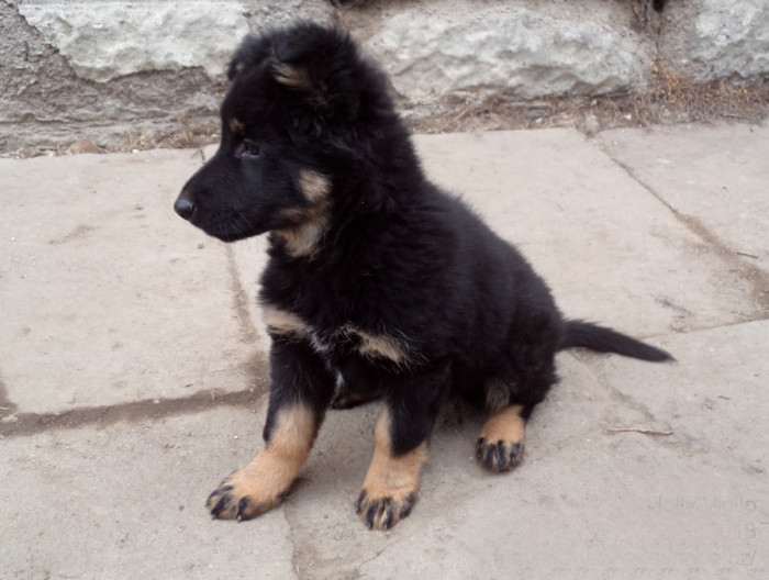 Jolly Vigilo (Chodský pes)