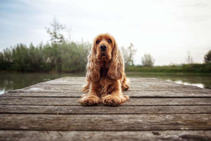 Claire Daisyline (Anglický kokršpaněl)