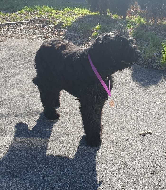 Shanna Sokrovische Rusi (Černý ruský teriér)