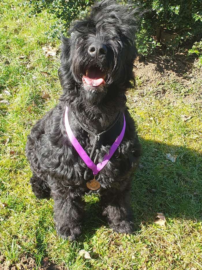 Shanna Sokrovische Rusi (Černý ruský teriér)