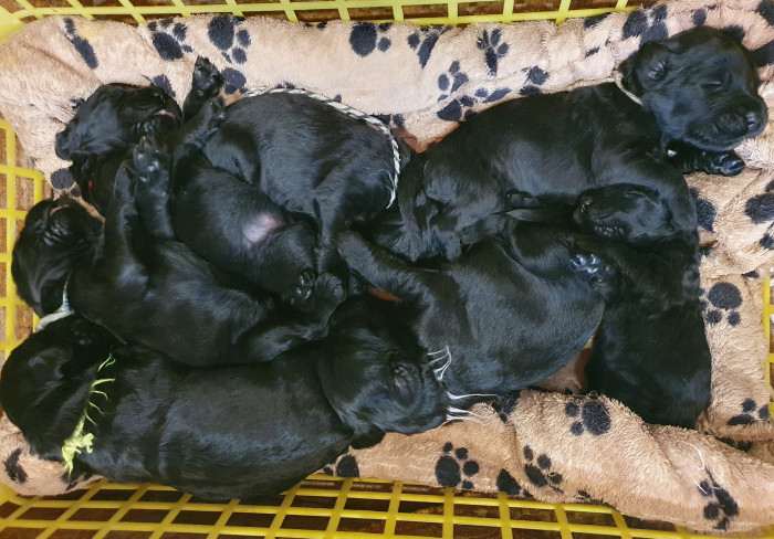 Shanna Sokrovische Rusi (Černý ruský teriér)