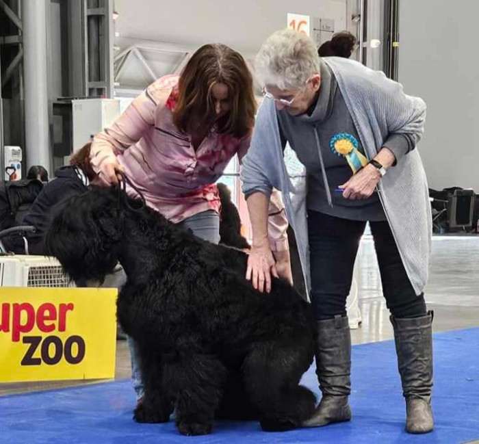 Ciri Vanilka Czert (Černý ruský teriér)