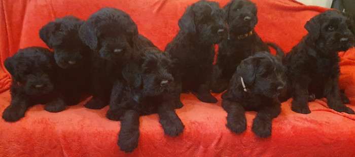 Ciri Vanilka Czert (Černý ruský teriér)