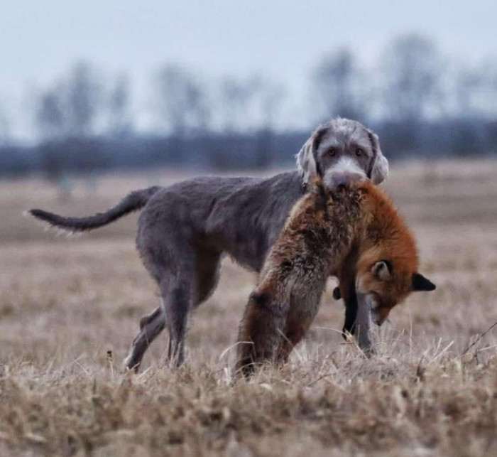 Fearless Hunter Chili (Slovenský hrubosrstý ohař)