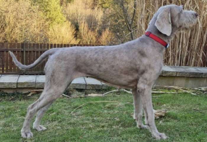 Fearless Hunter Chili (Slovenský hrubosrstý ohař)