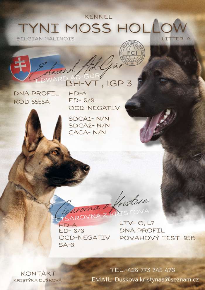 Císařovna z Kristova (Belgický ovčák Malinois)