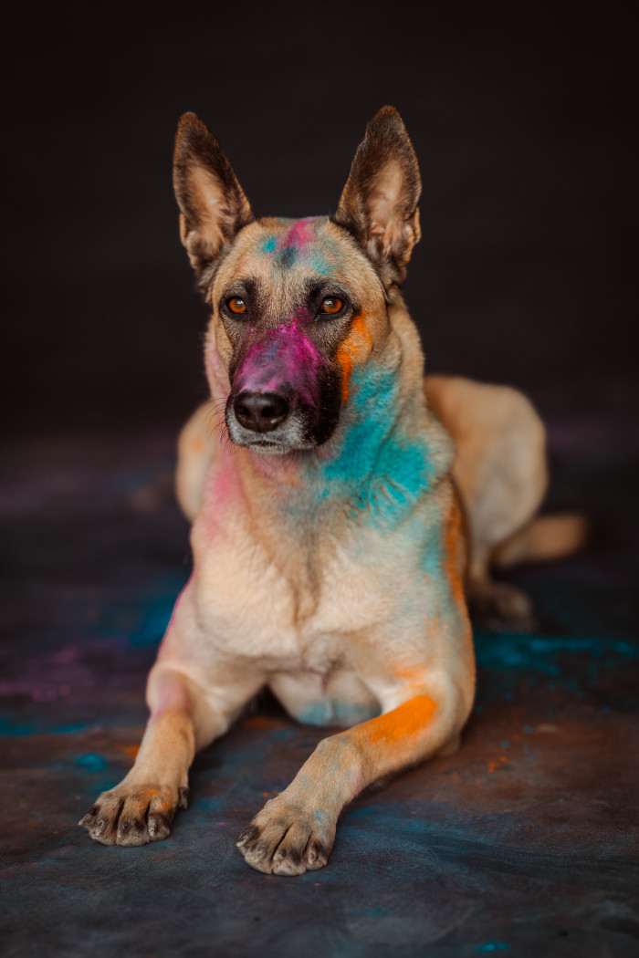 Císařovna z Kristova (Belgický ovčák Malinois)