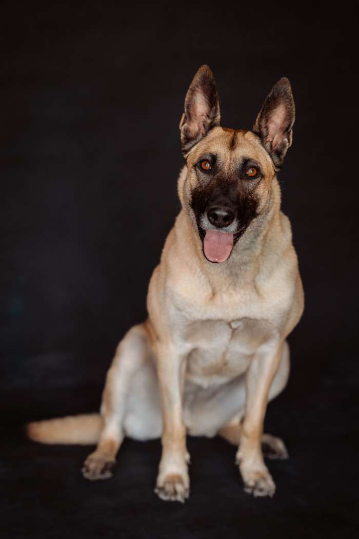 Císařovna z Kristova (Belgický ovčák Malinois)