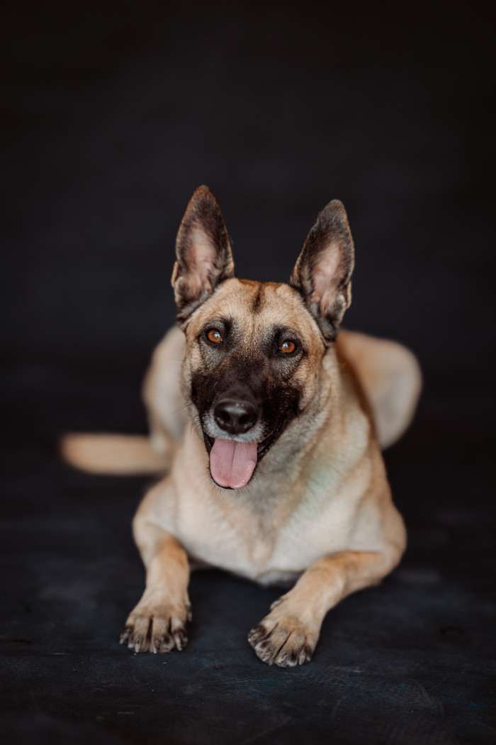 Císařovna z Kristova (Belgický ovčák Malinois)