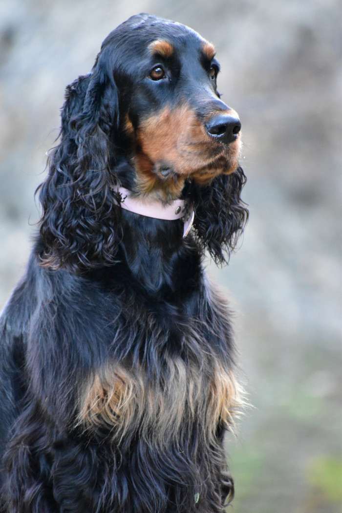 Ayra Dorcanell (Gordonsetr)