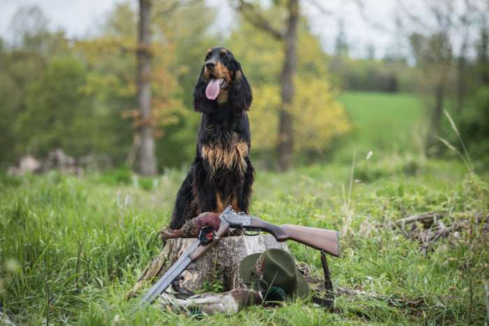 Ayra Dorcanell (Gordonsetr)