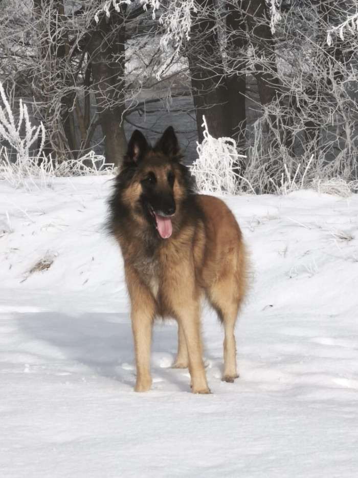 Erin Dog Arabat (Belgický ovčák Tervueren)