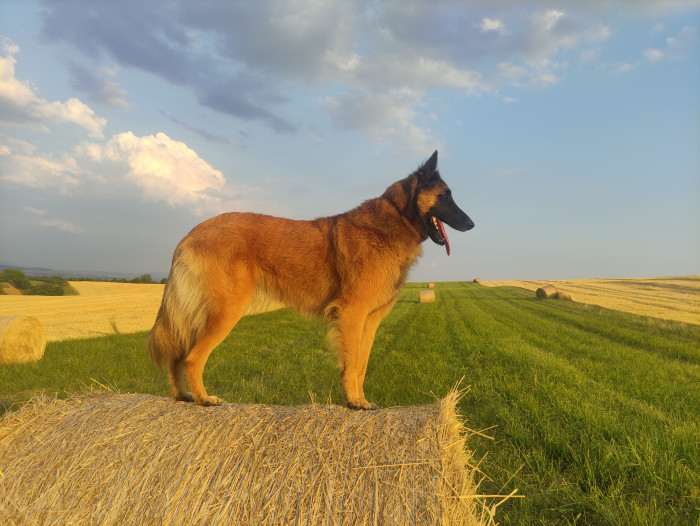 Erin Dog Arabat (Belgický ovčák Tervueren)