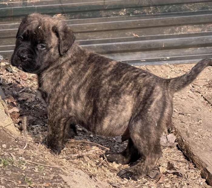 Devona Z Dunajských Luhov (Bulmastif)