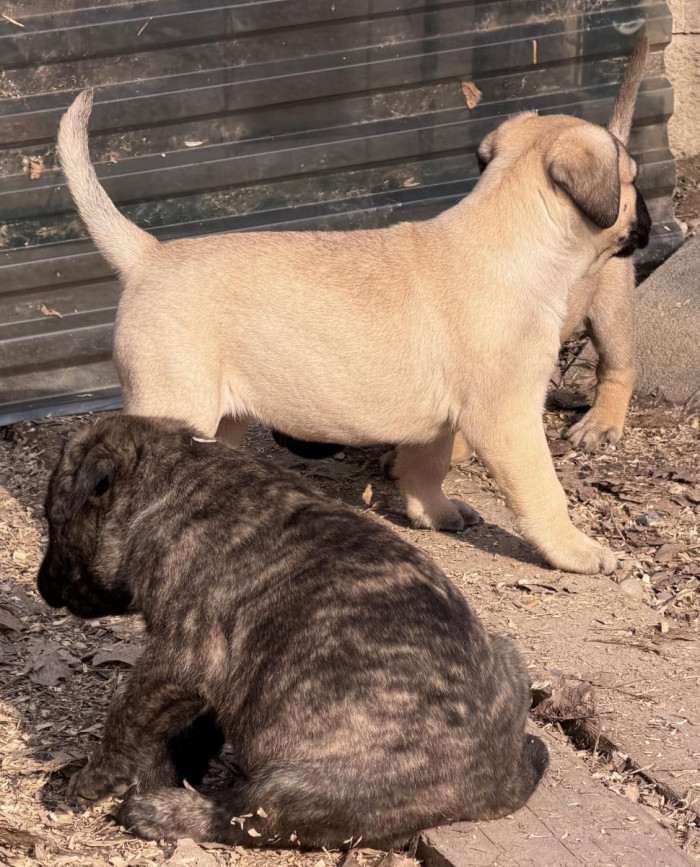 Devona Z Dunajských Luhov (Bulmastif)