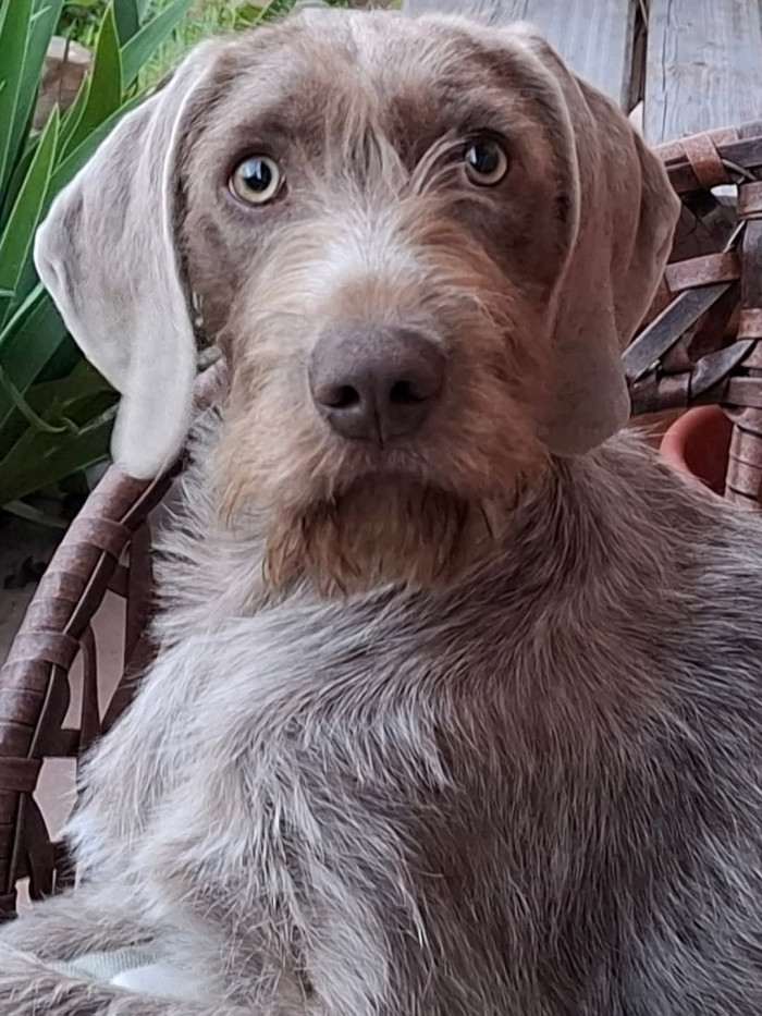 Nina Hukov vršok (Slovenský hrubosrstý ohař)