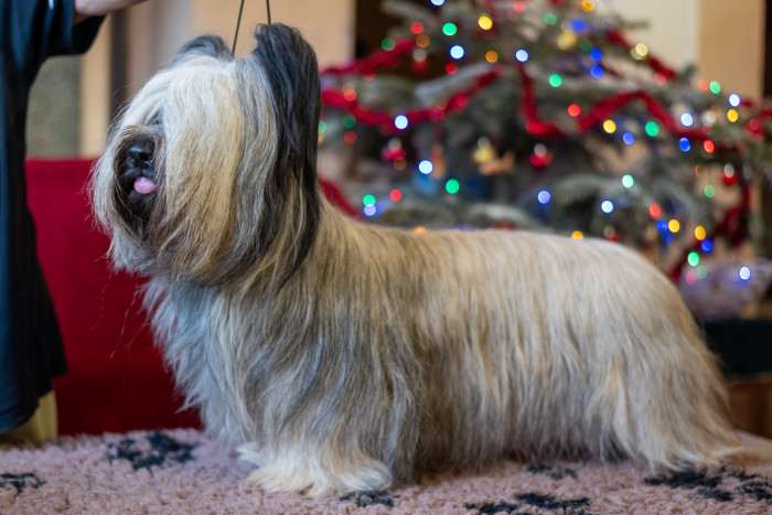 CZ CH Hanahpu Bohemia Čoko (Skajteriér)