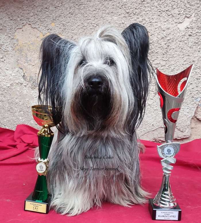 CZ CH Hanahpu Bohemia Čoko (Skajteriér)