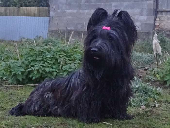 Juliet Sagasky Bohemia Čoko (Skajteriér)