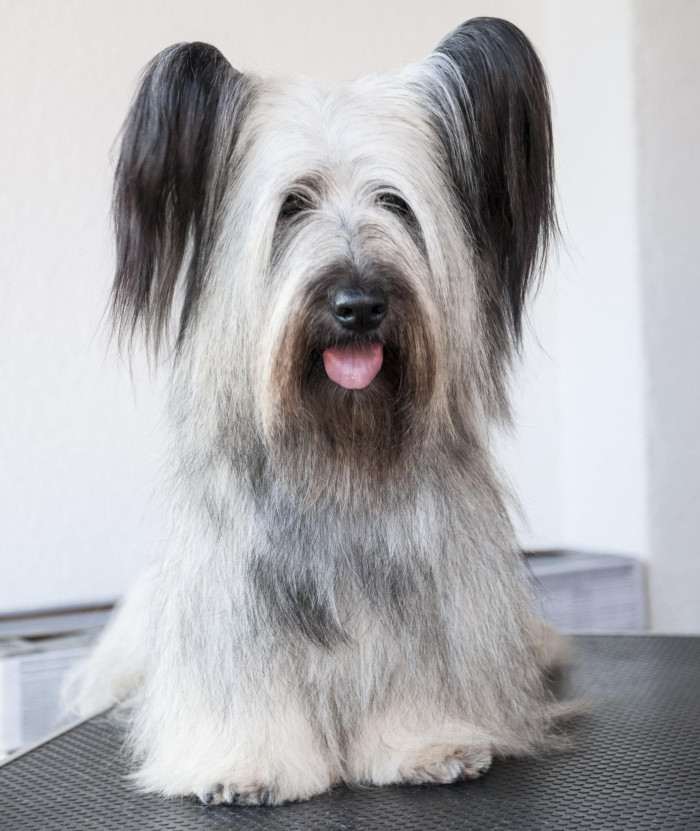 CZ JCH Sagasky Intergalactic Sonata (Skajteriér)