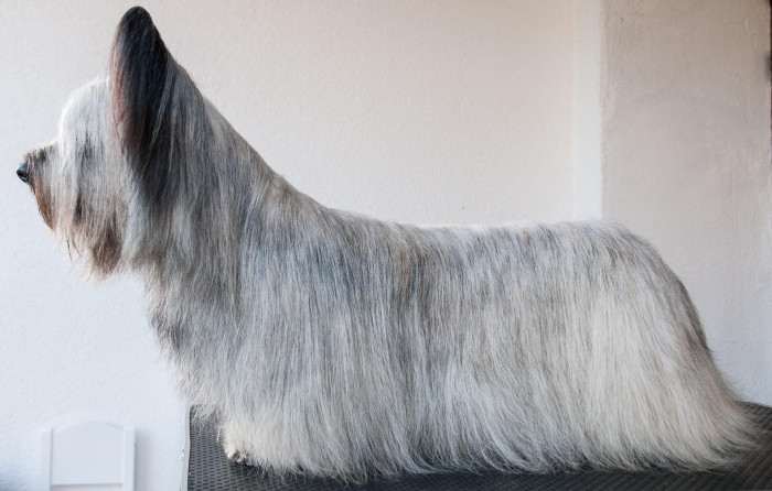 CZ JCH Sagasky Intergalactic Sonata (Skajteriér)