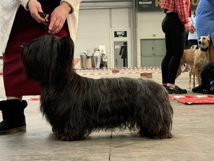 Juliet Sagasky Bohemia Čoko (Skajteriér)