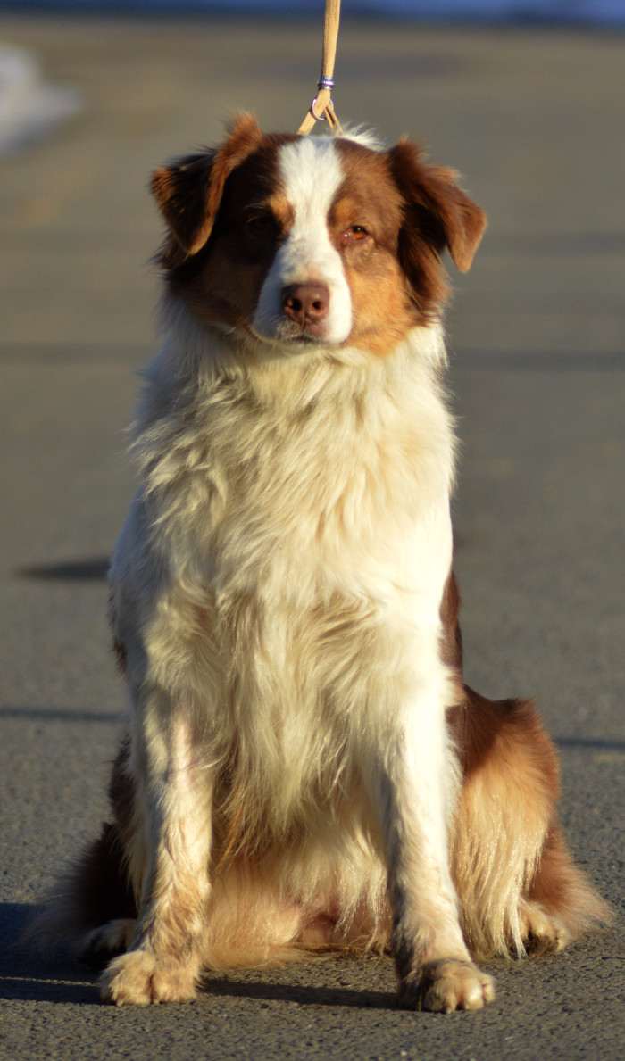 Candy Cute Furrballs (Australský ovčák)