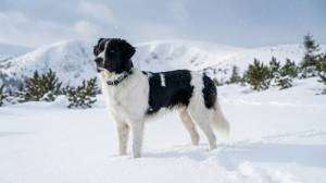 Berenika Český bodygard (Český horský pes)