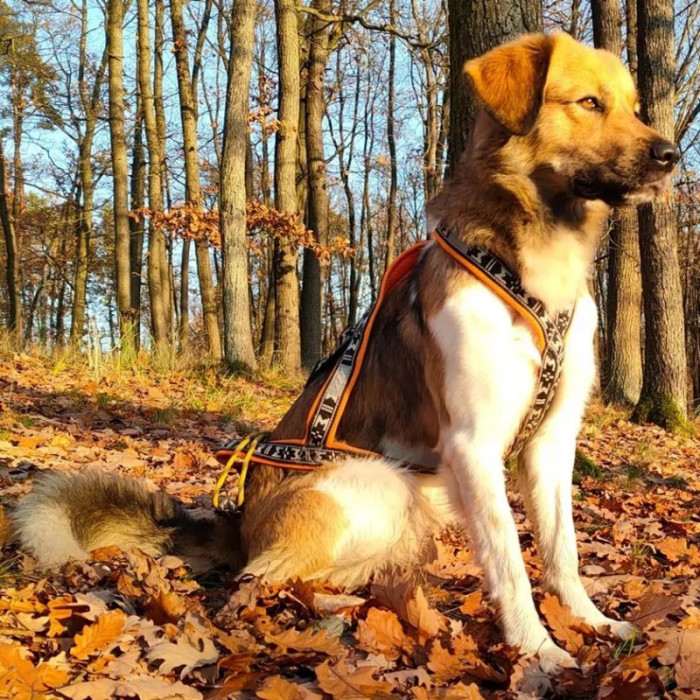 Baileys Brdský expres (Český horský pes)