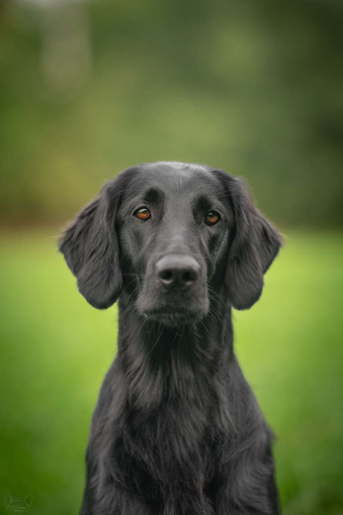 Afrodita ArnyMia (Flat coated retrívr)