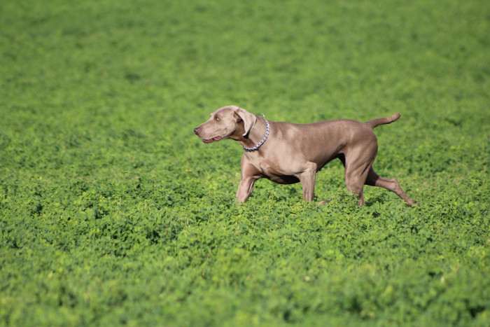 Ellie MARY Šedý Duch (Výmarský ohař)