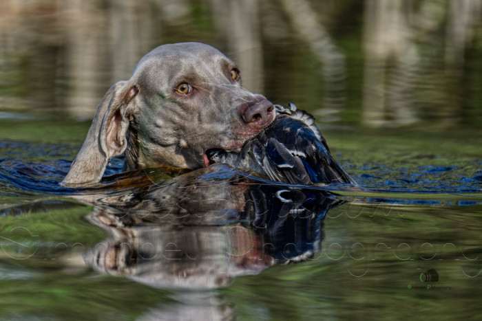 Ellie MARY Šedý Duch (Výmarský ohař)