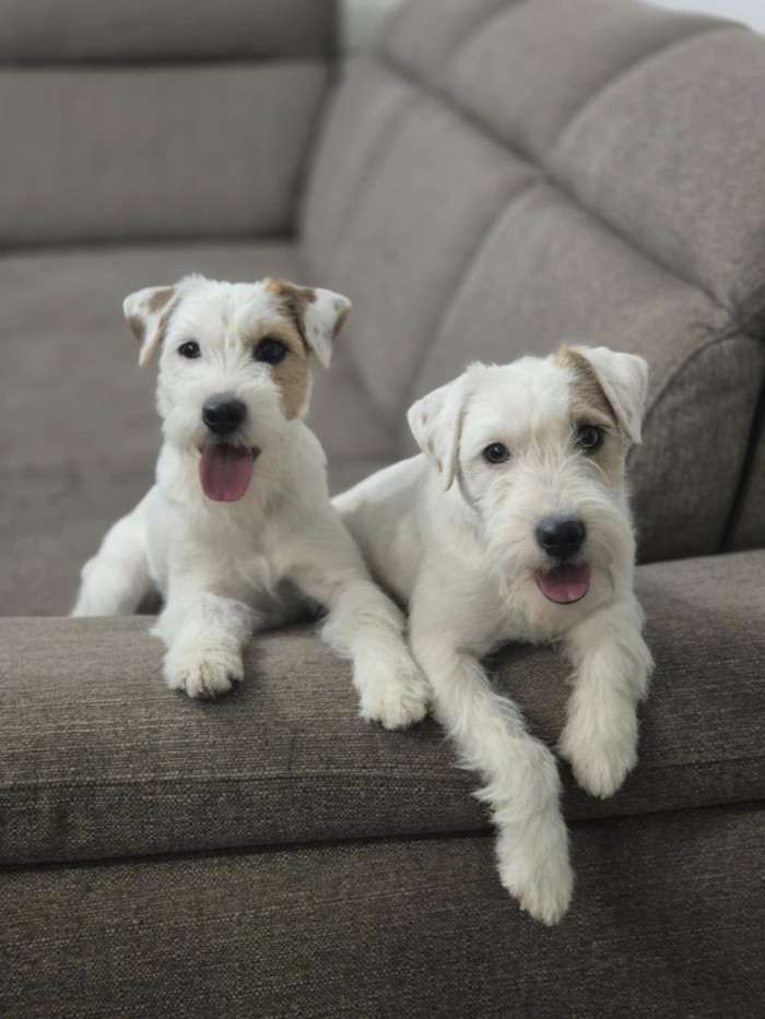 Nutella Kutcher-Chan (Parson Russell teriér)