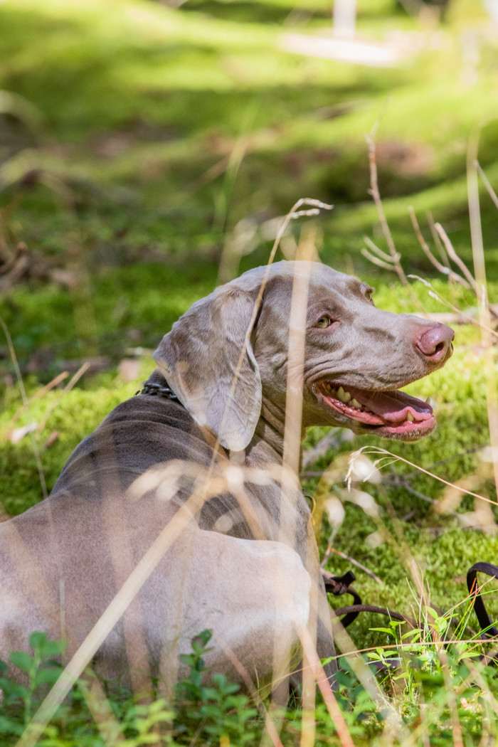 Fler Beauté D’Argento Suerte (Výmarský ohař)