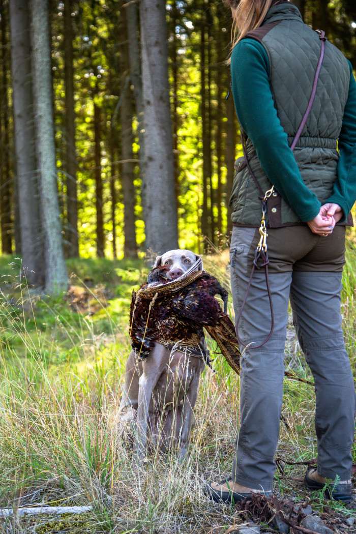 Fler Beauté D’Argento Suerte (Výmarský ohař)