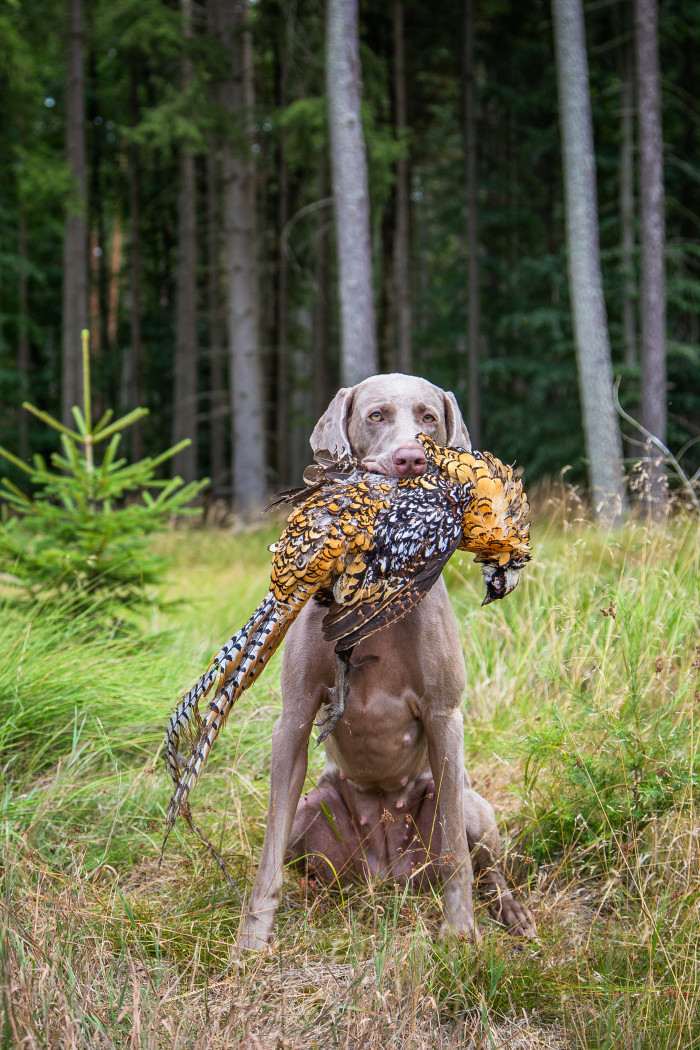 Fler Beauté D’Argento Suerte (Výmarský ohař)