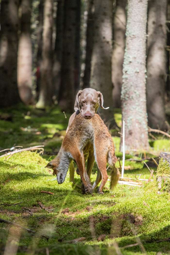 Fler Beauté D’Argento Suerte (Výmarský ohař)