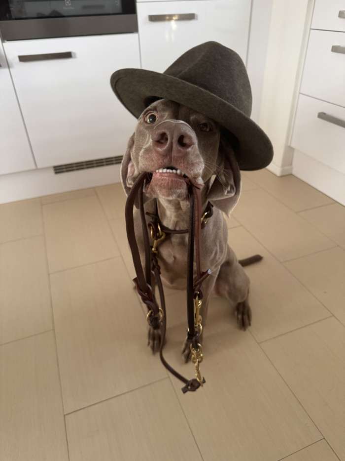 Fler Beauté D’Argento Suerte (Výmarský ohař)