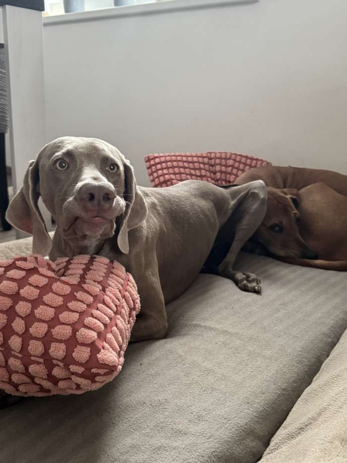 Fler Beauté D’Argento Suerte (Výmarský ohař)