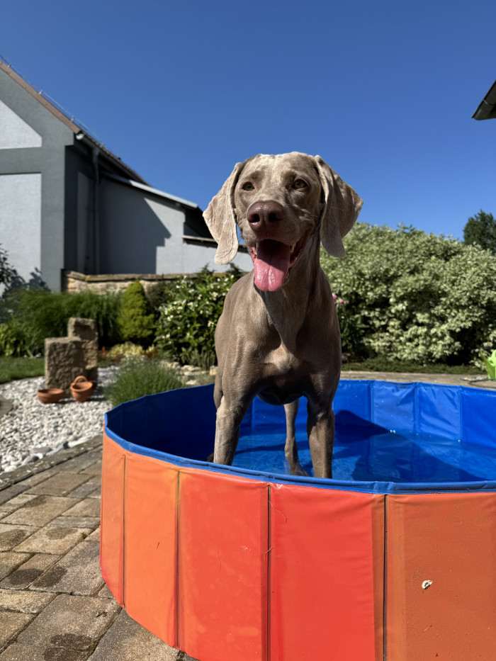 Fler Beauté D’Argento Suerte (Výmarský ohař)