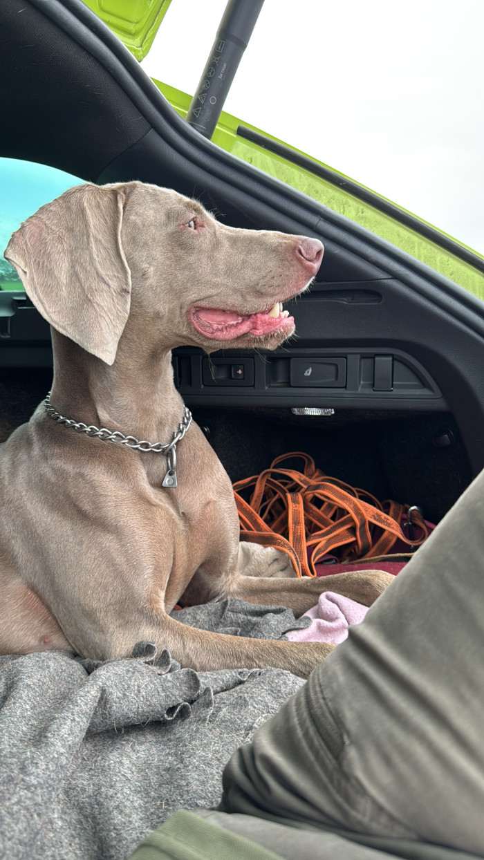 Fler Beauté D’Argento Suerte (Výmarský ohař)