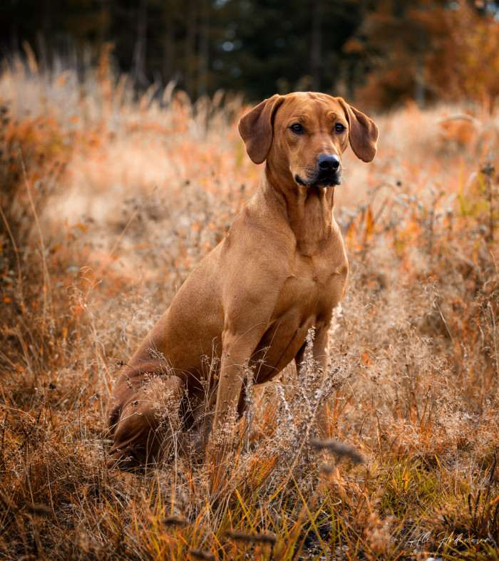 Alice in Wonderland Ardomaro (Rhodéský ridgeback)