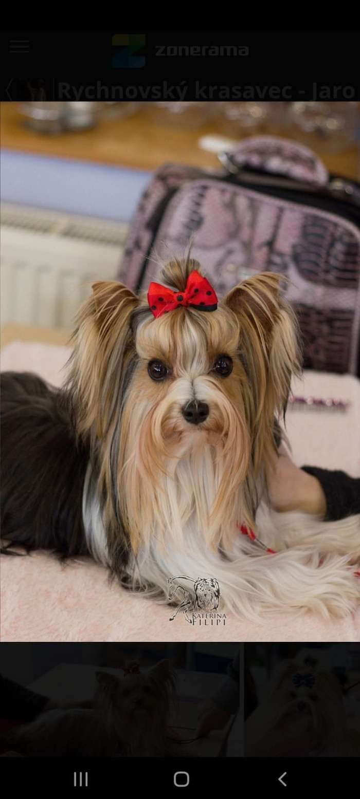 Anna Bella Shining Star (Biewer teriér)