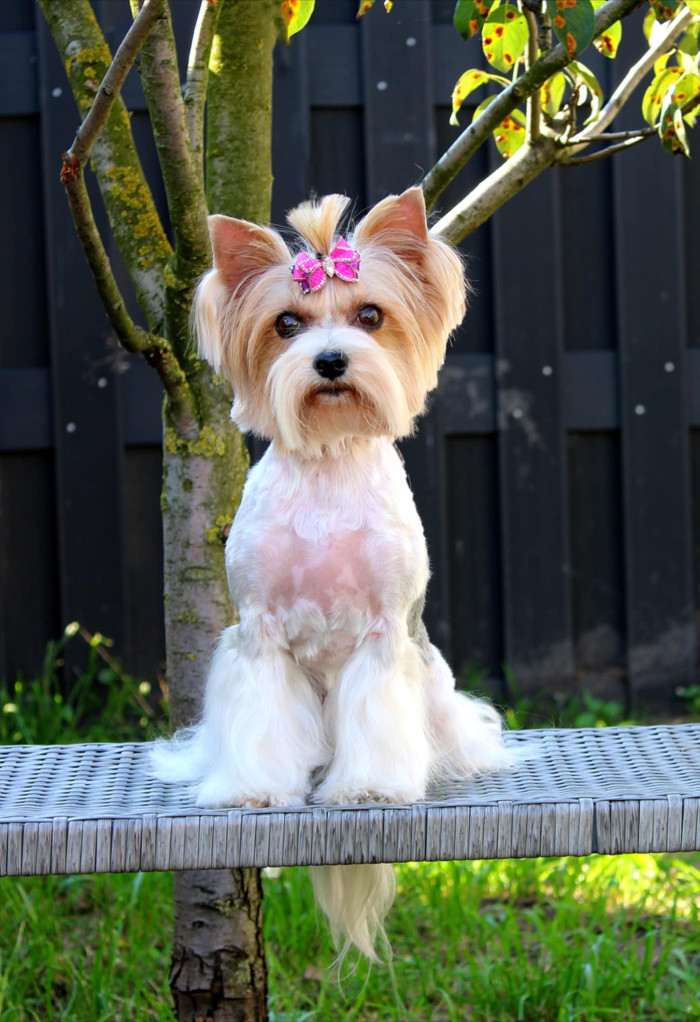 Anna Bella Shining Star (Biewer teriér)