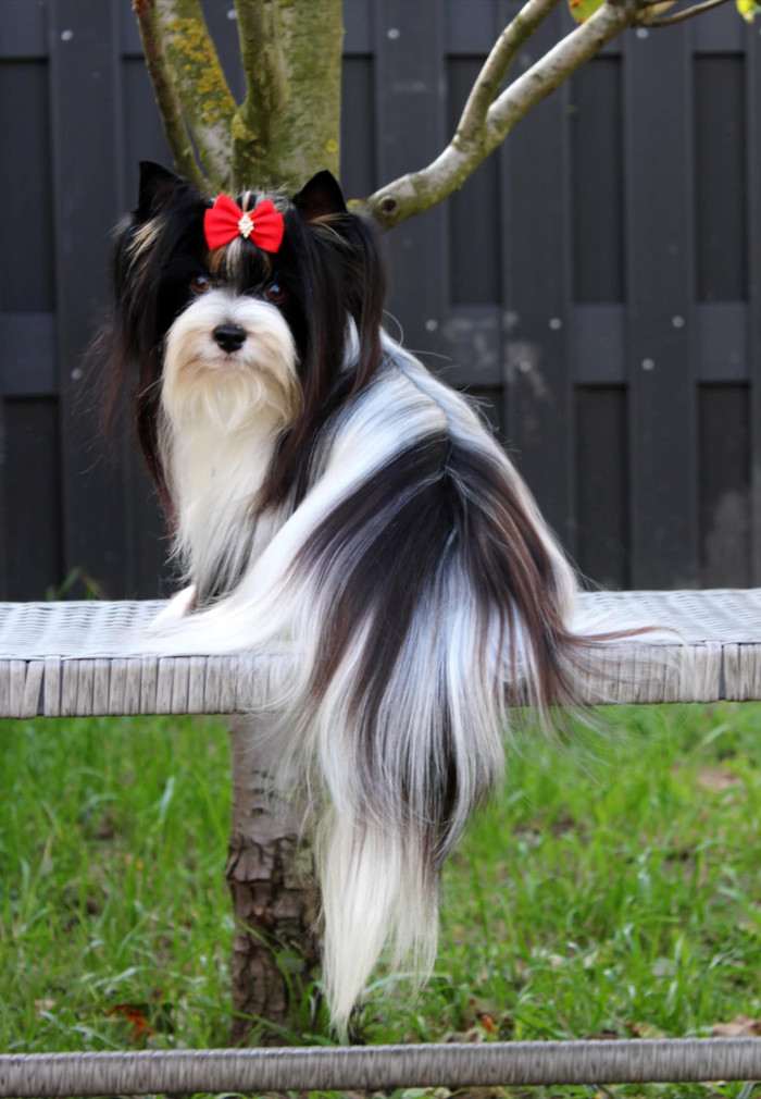 Princess Minnie Sweet Caramel Rose (Biewer teriér)