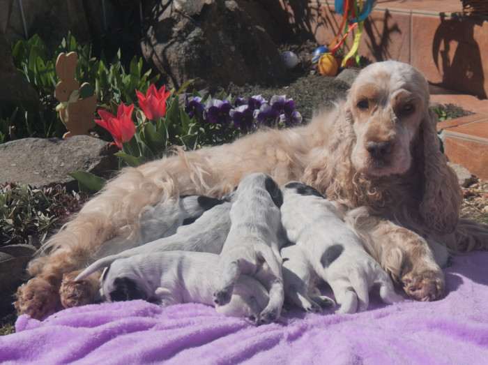 Zara z Iglastego Lasku (Anglický kokršpaněl)