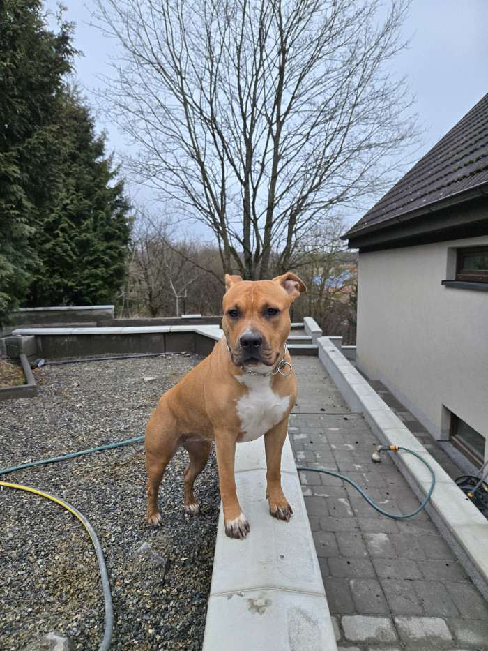 PINKY NAIRA Presburg staff (Americký stafordšírský teriér)