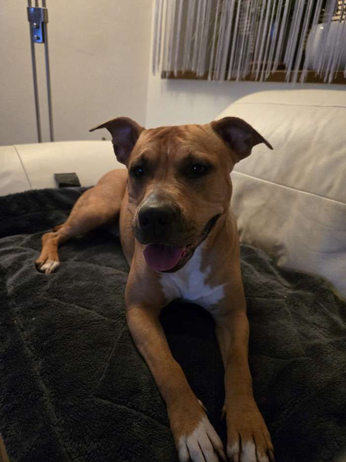 PINKY NAIRA Presburg staff (Americký stafordšírský teriér)