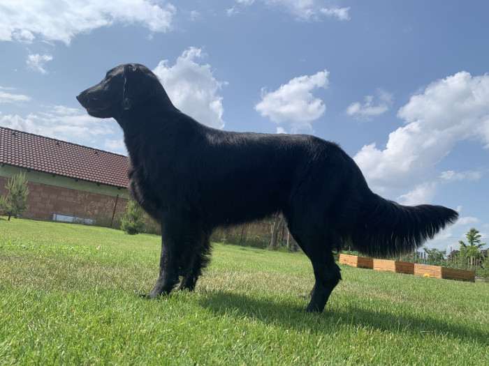 Amazing Star od Magandas (Flat coated retrívr)